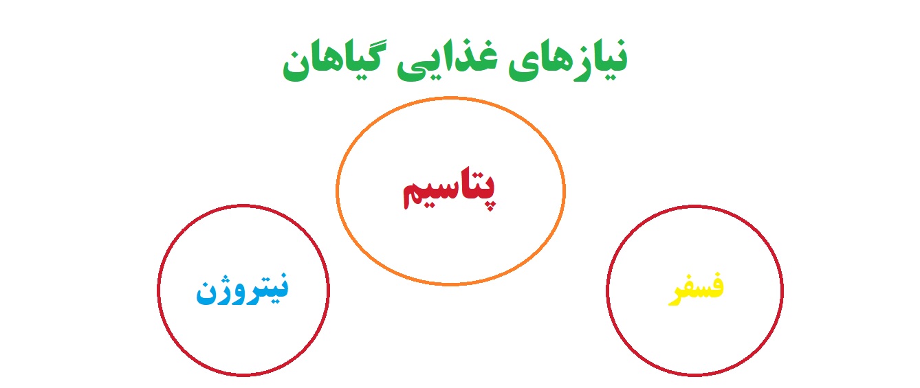 نیازهای غذایی