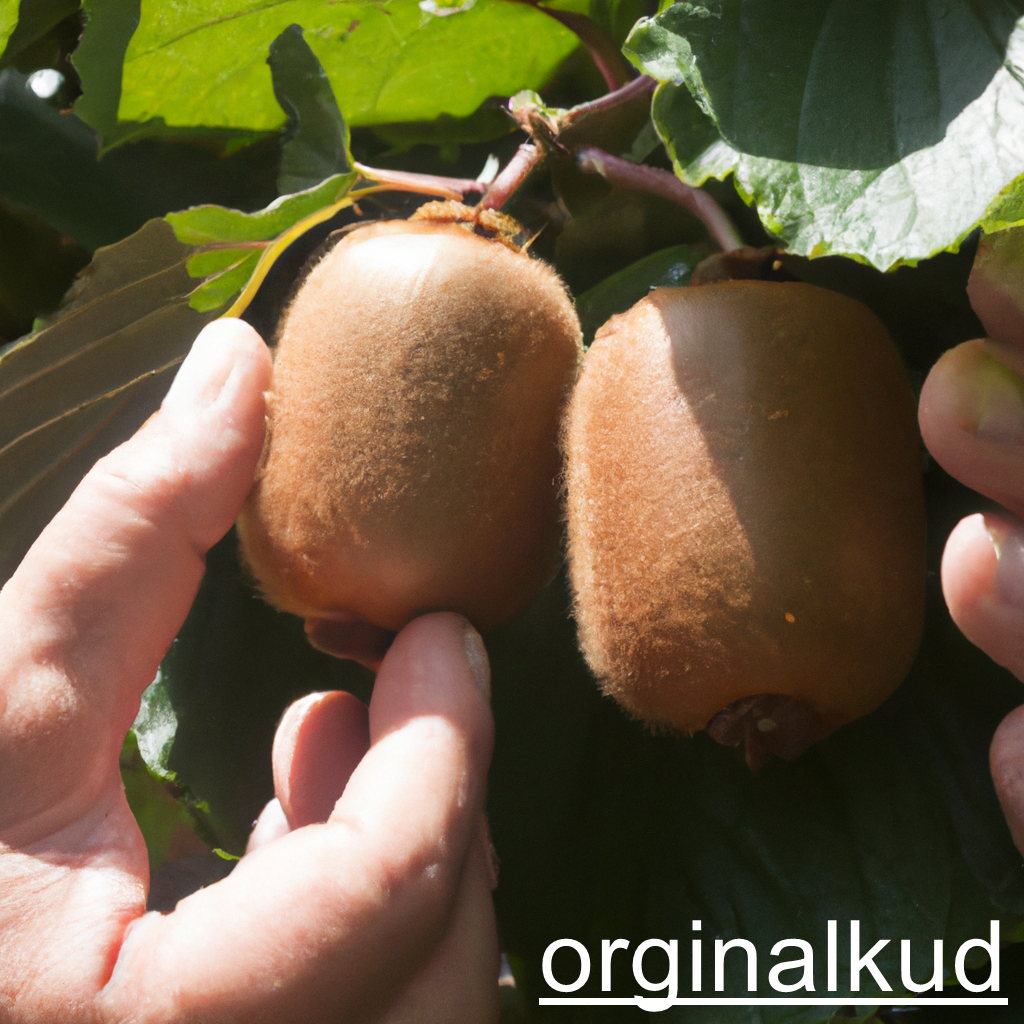 برداشت کیوی