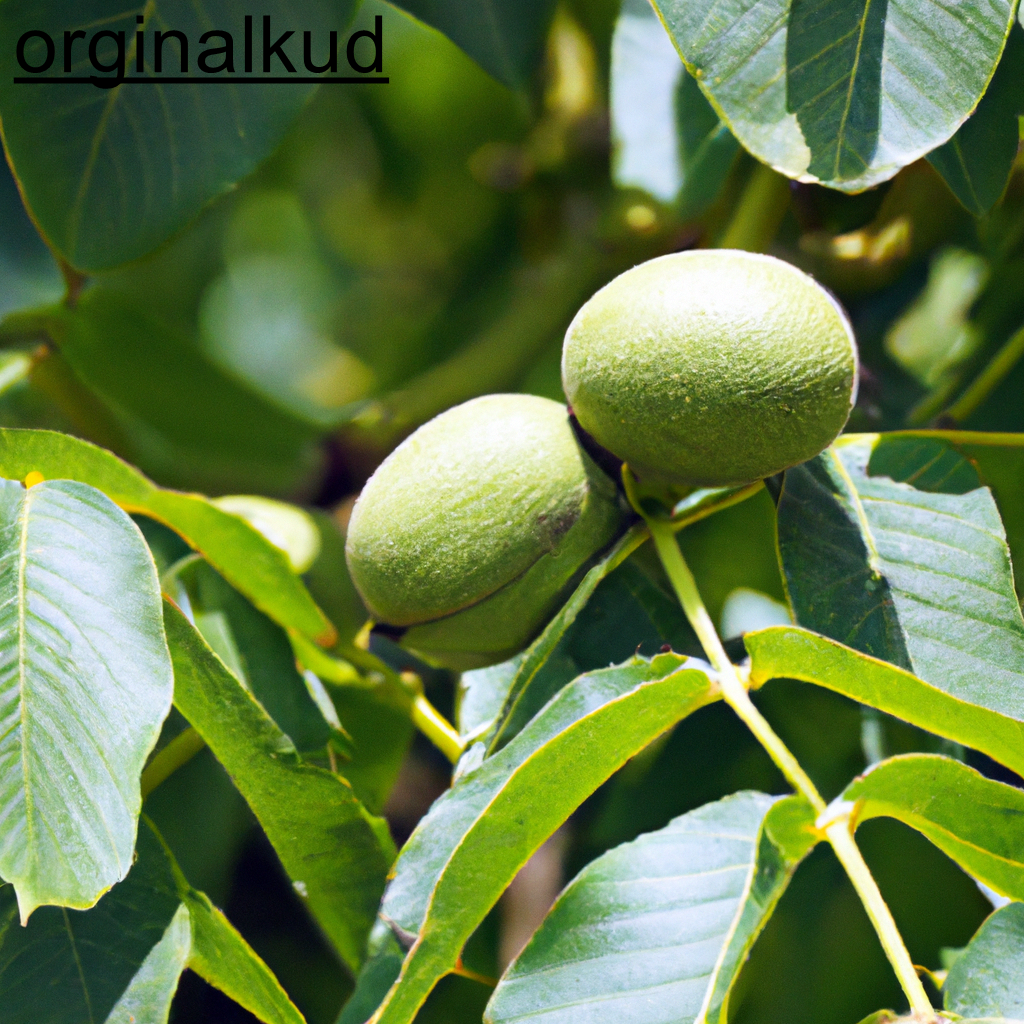 کاشت گردو