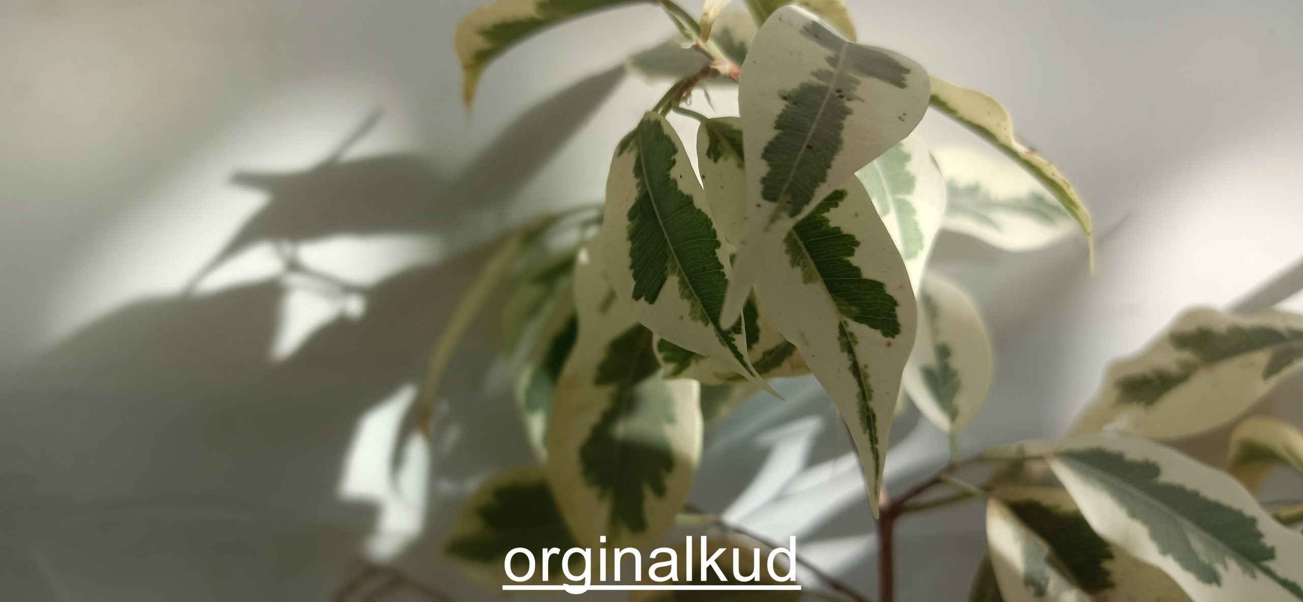 کوددهی بنجامین