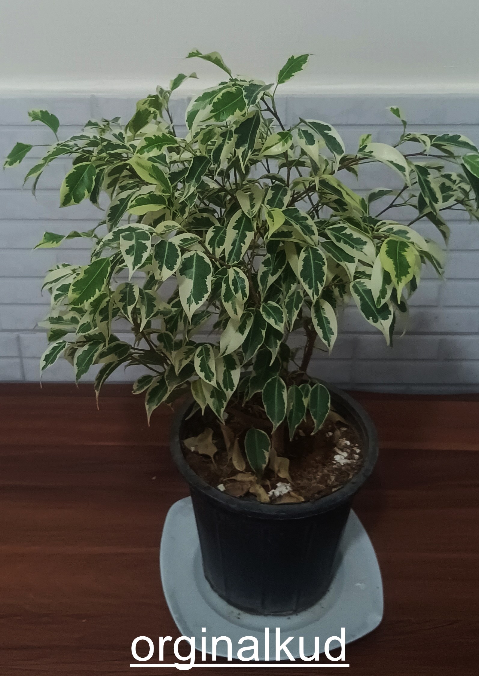 بنجامین ابلق