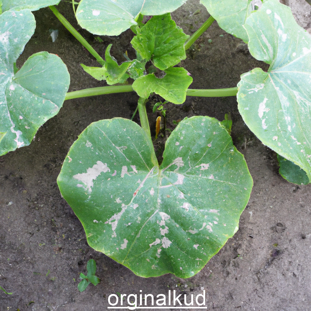 کدو سبز که دچار ویروسSquash Mosaic Virus