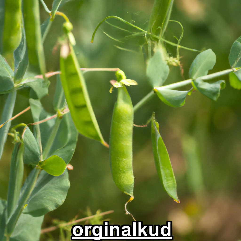 کاشت نخود سبز