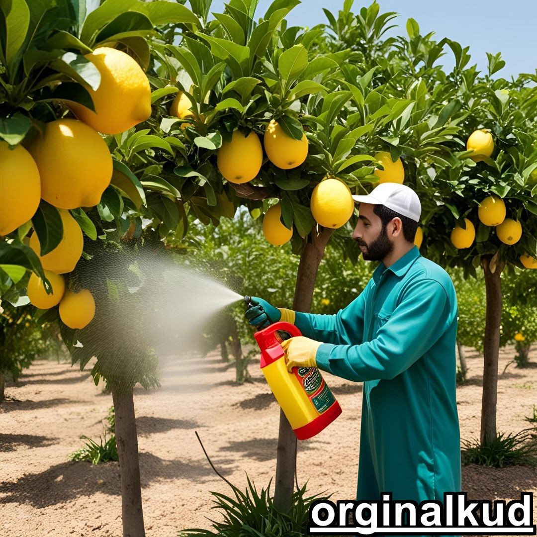 کوددهی لیمو شیرین