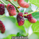 کاشت توت