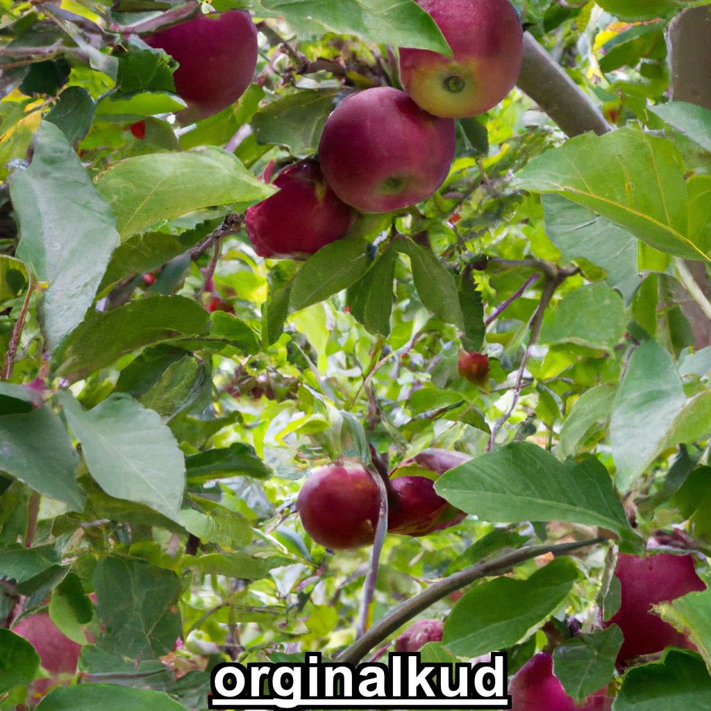 کاشت سیب قرمز