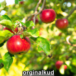 بهترین کود برای سیب
