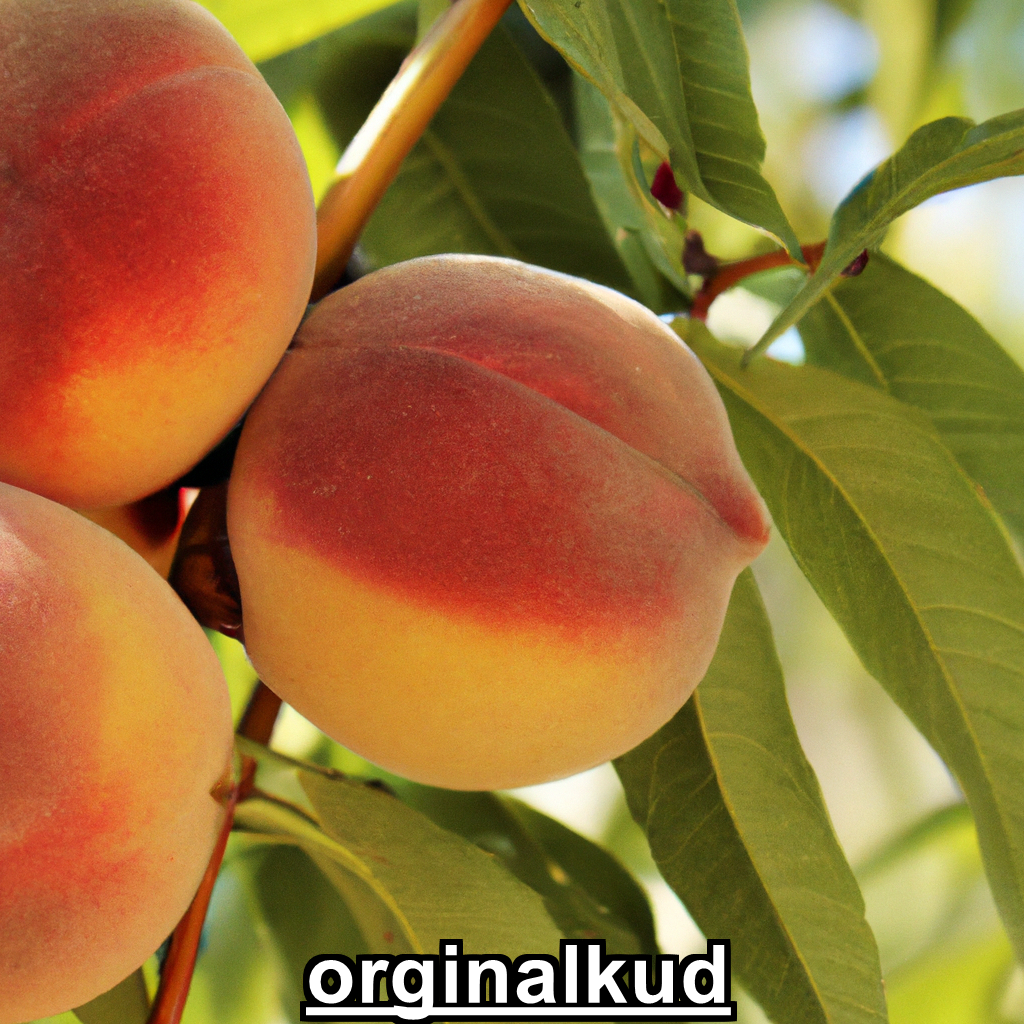 کود برای شفتالو
