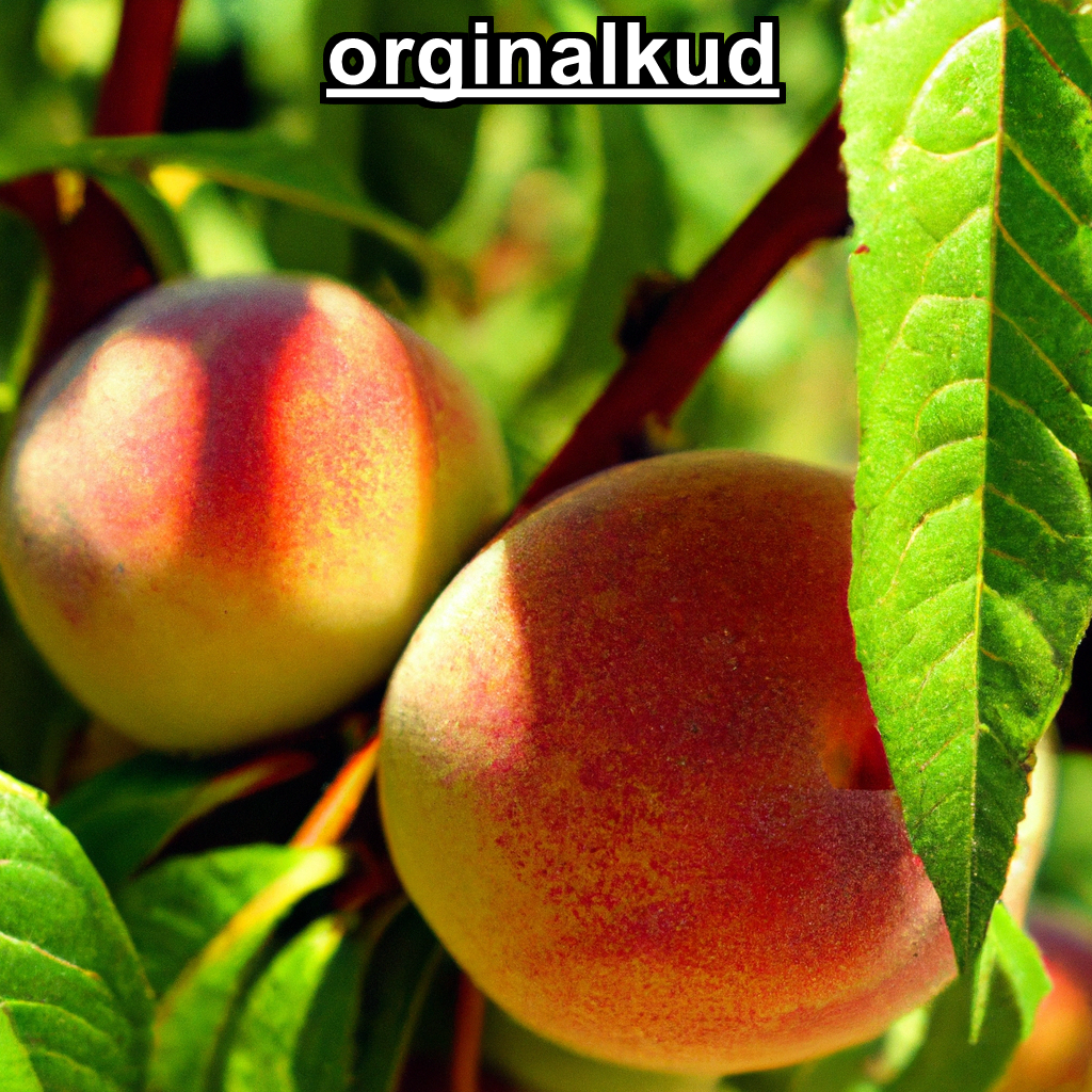 کوددهی شفتالو