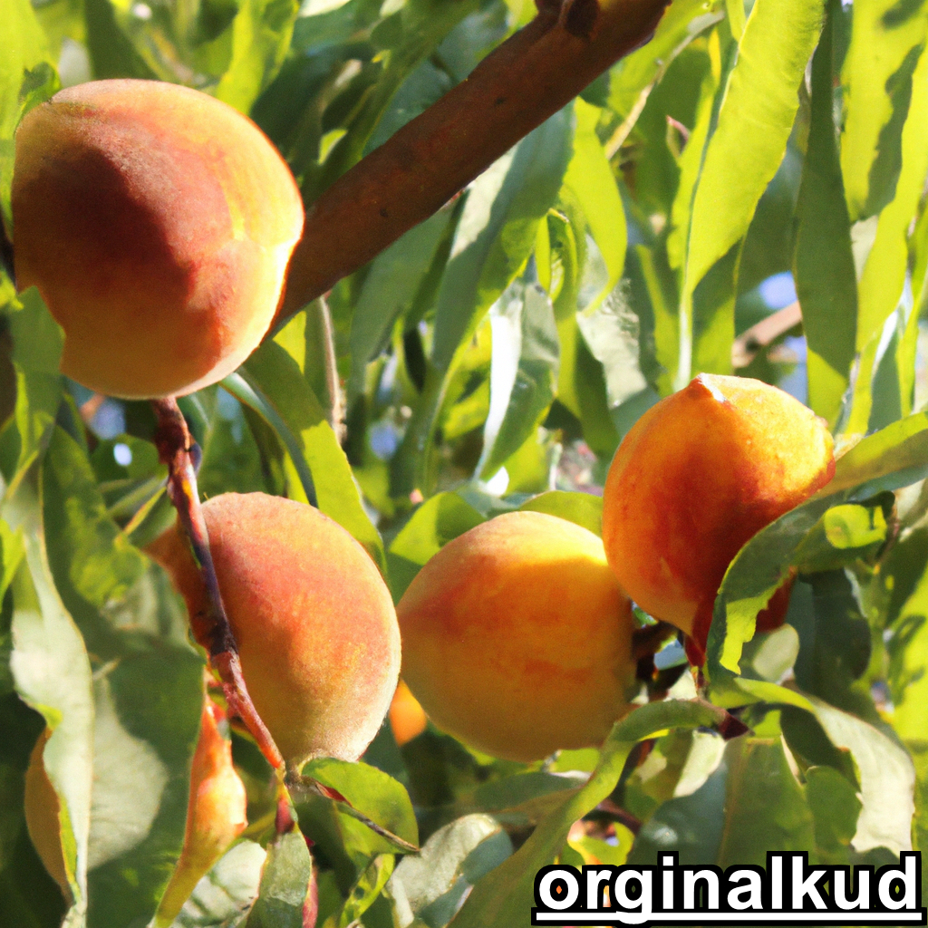 کاشت شفتالو