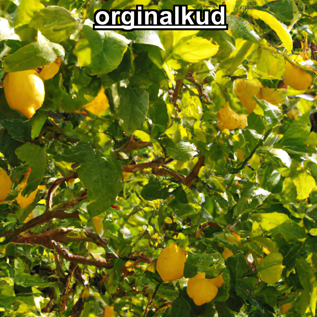 کود برای لیمو شیرین