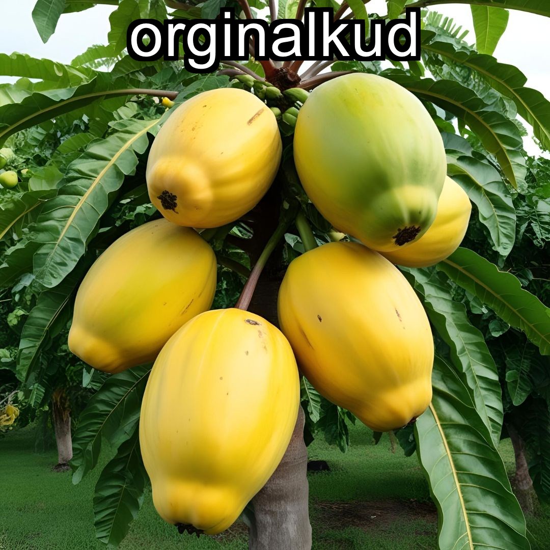 کاشت پاپایا