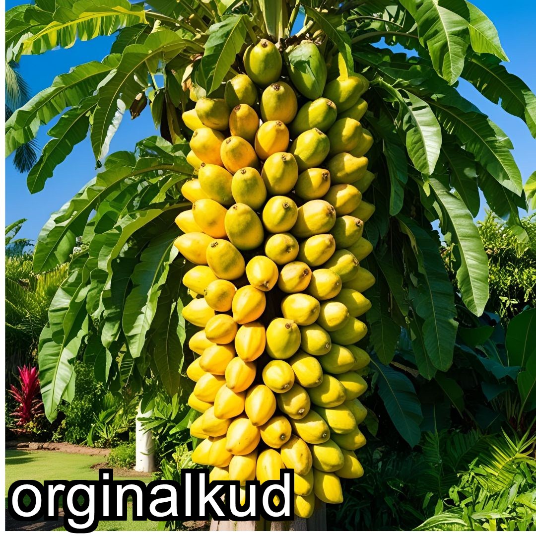 کوددهی پاپایا
