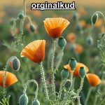 بهترین کود برای خشخاش