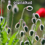 کوددهی خشخاش
