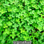 کاشت شبدر