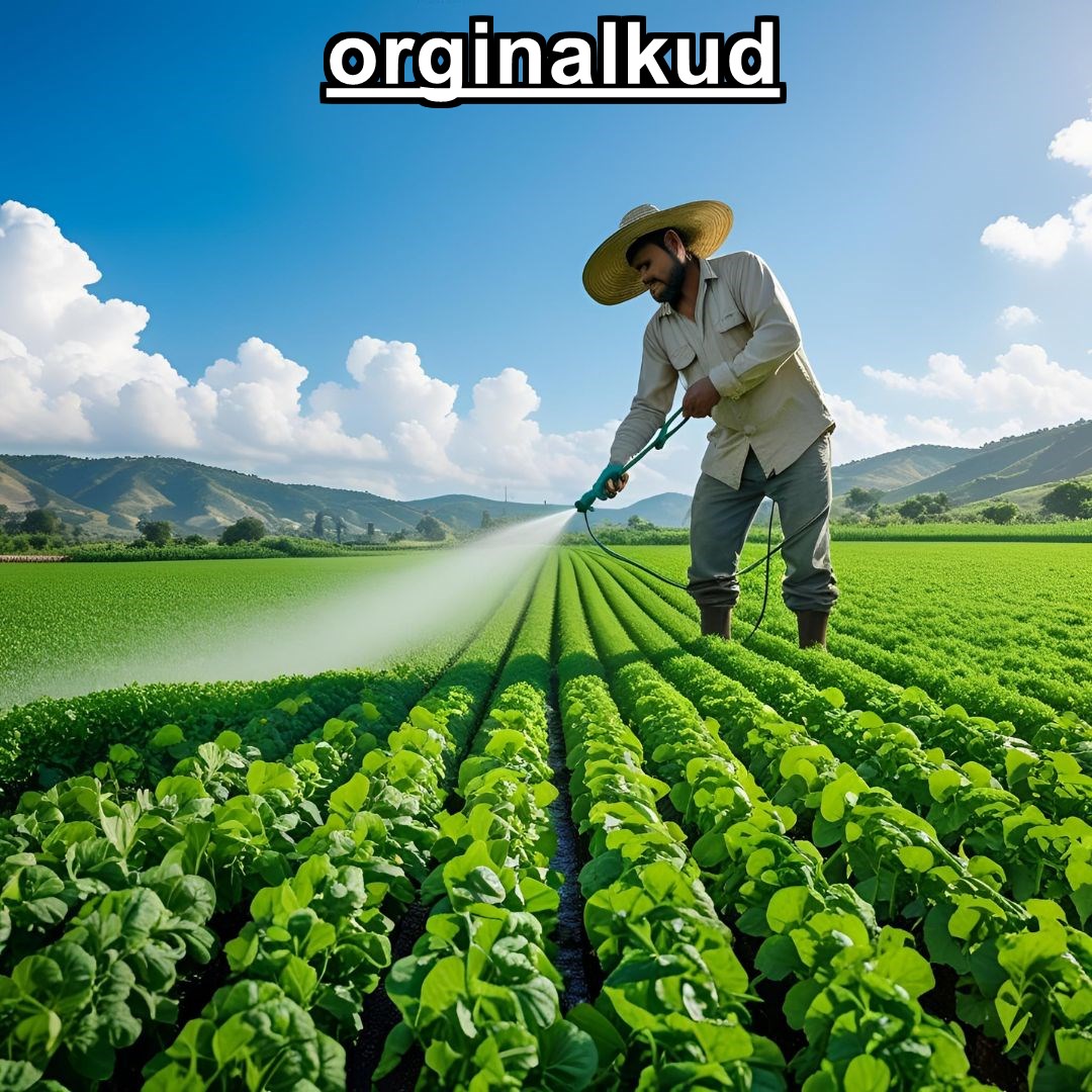 کوددهی عدس