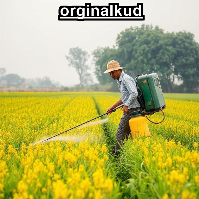 آبیاری زردچوبه
