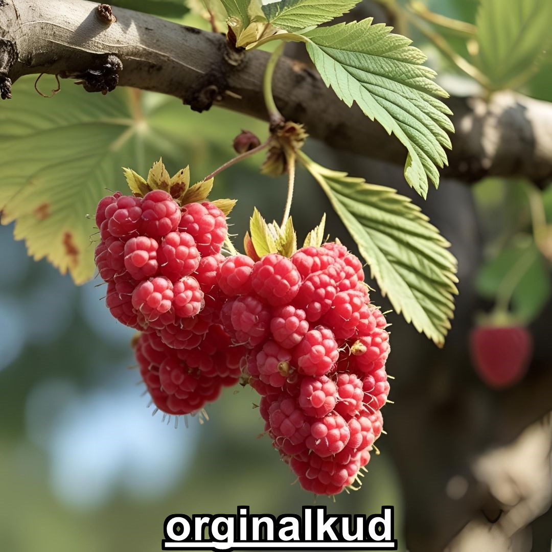 بهترین کود برای تمشک