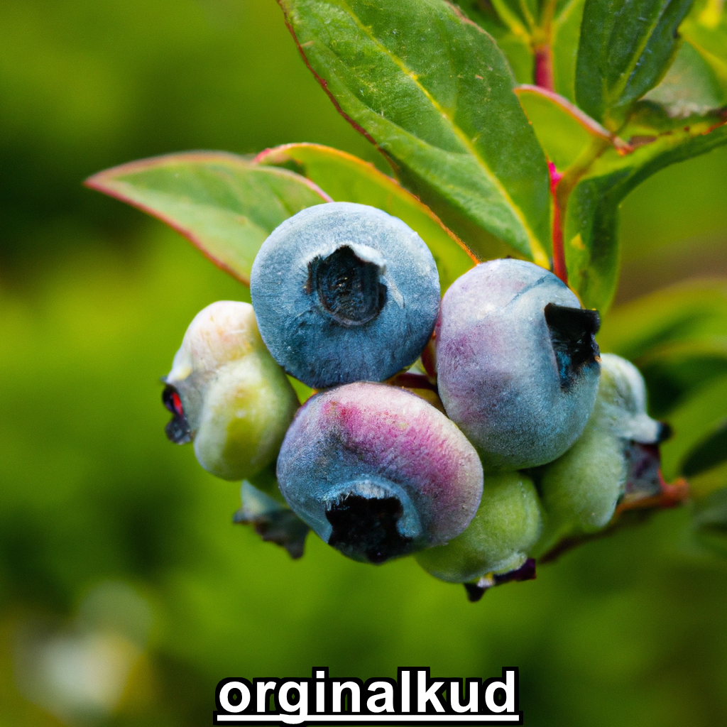 بهترین کود برای بلوبری