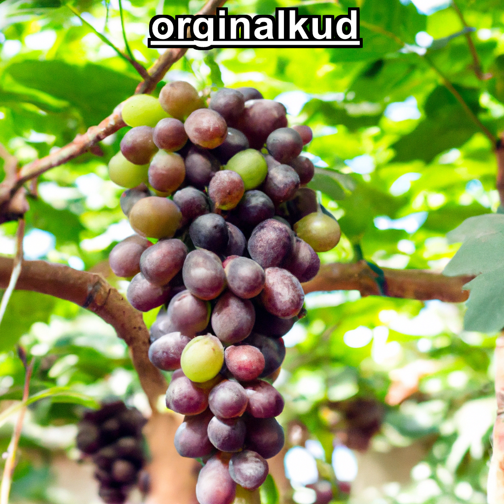 برنامه کوددهی انگور