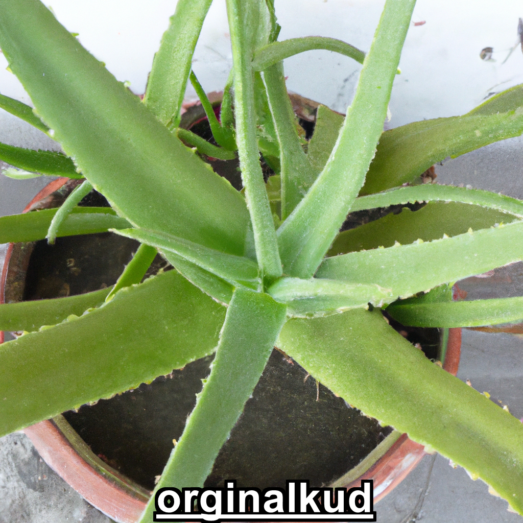 کاشت آلوئه‌ورا