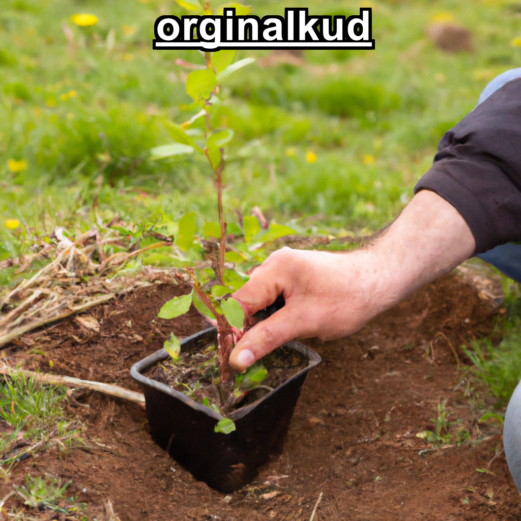 کاشت به
