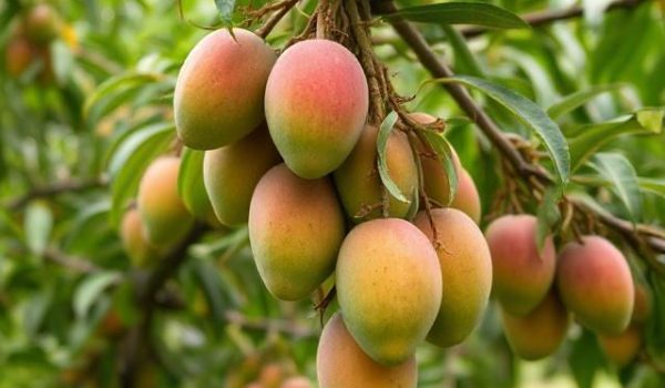 بهترین کود برای انبه
