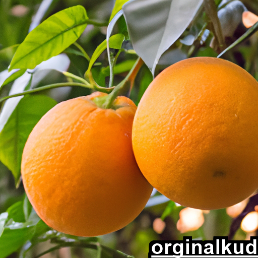 بهترین کود برای افزایش تناژ پرتقال