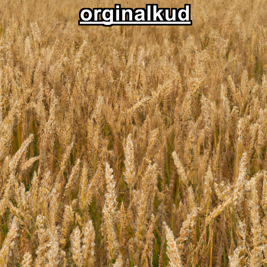کود گندم