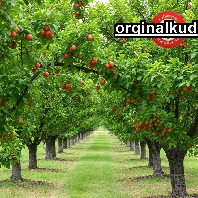 کوددهی فندق