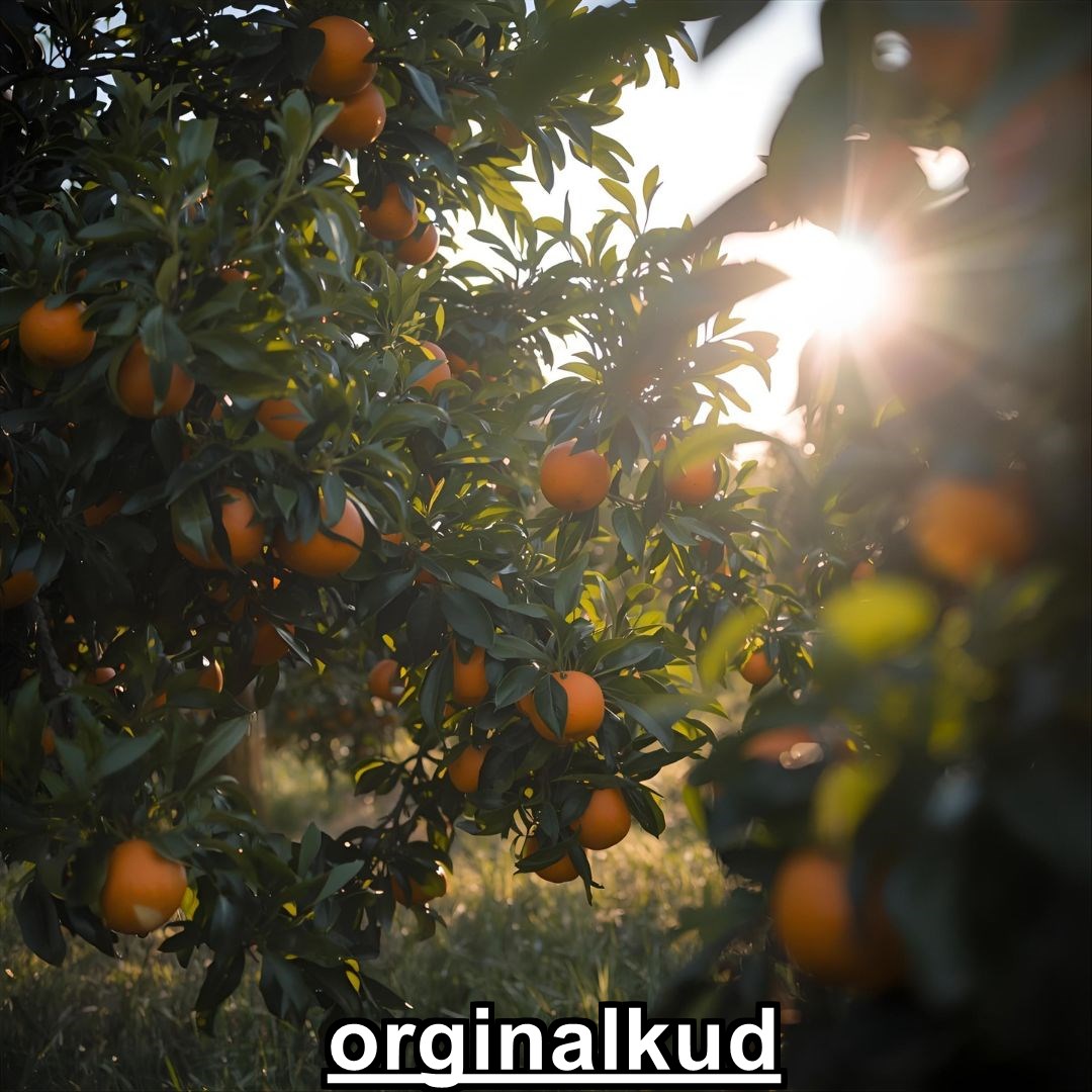 برنامه کوددهی نارنج