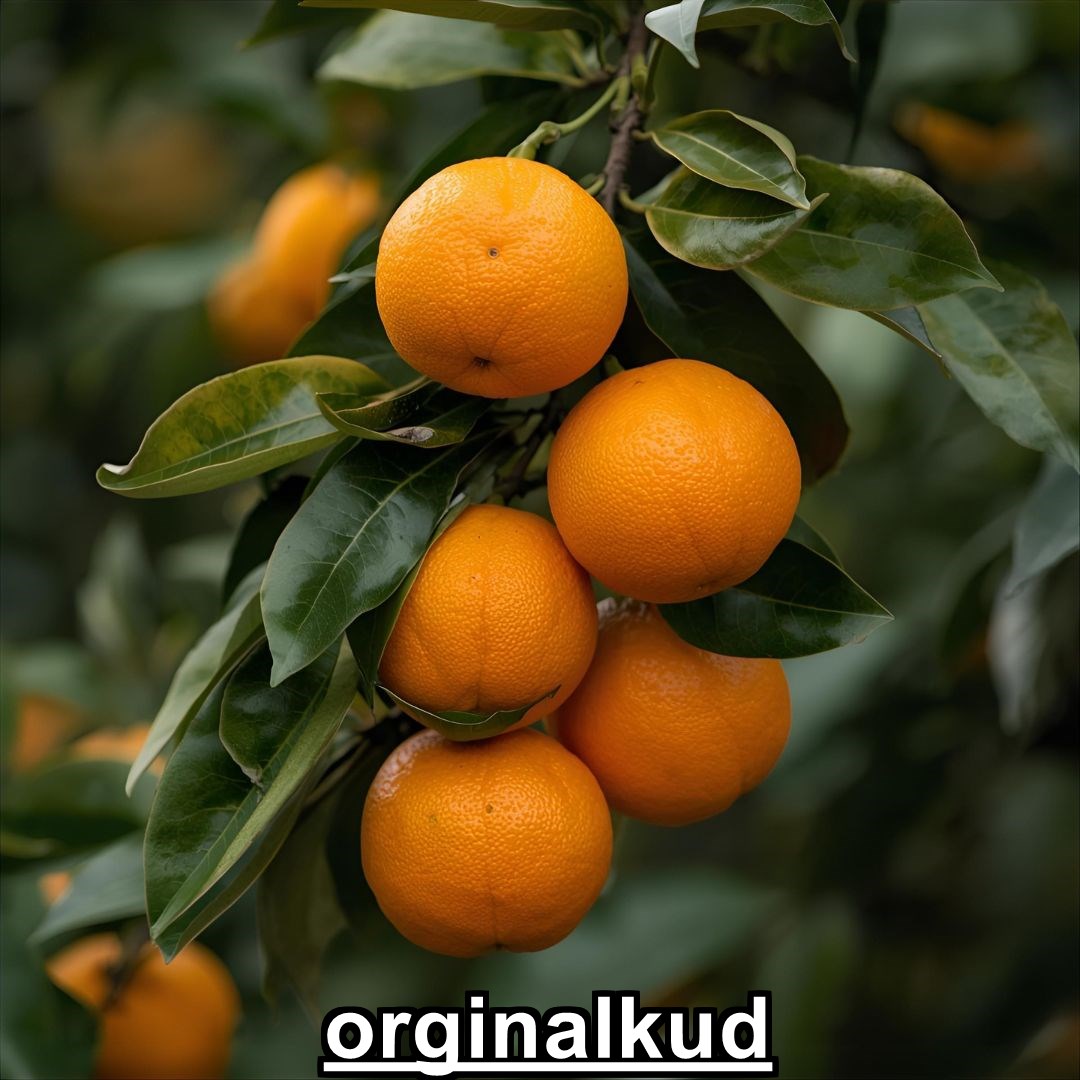 کوددهی نارنج