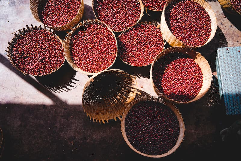 کوددهی قهوه